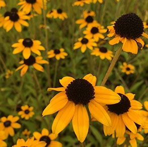 We’ve compiled a list of a few common questions regarding native plants to help you along the way.