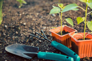 Discover how to plant a rain garden with American Native Plants! 