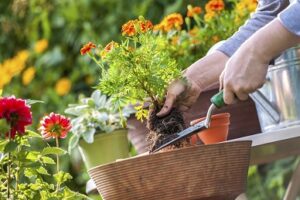 Discover how you can attract pollinators to your yard with native plants.