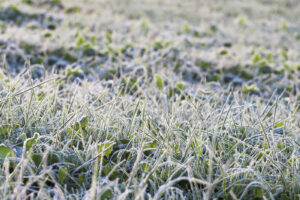 Follow these tips to get your native plants ready for winter weather.