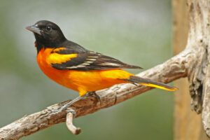 Discover how you can attract local wildlife to your landscape!