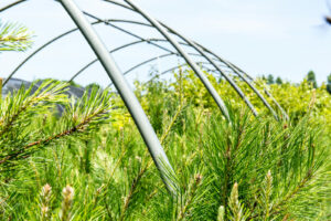 Learn how to care for your new native plants!