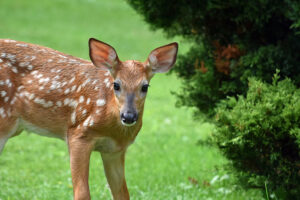 Discover how you can protect your native plants from Bambi!