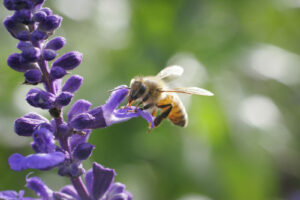 Are you a nature lover? Attract more wildlife to your landscape by planting native plants.