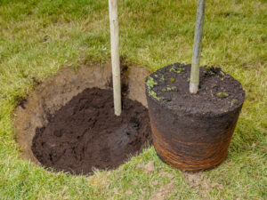 Protect your new trees with tree shelters from American Native Plants. 