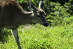 Learn how to protect your native plants from deer!