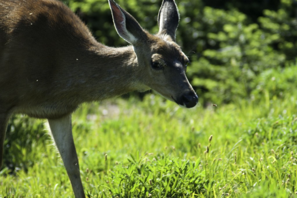 How to Deter Deer From Your Garden