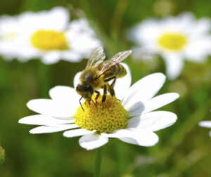 Almost all of the fruits and vegetables you eat, from apples to broccoli, are pollinated by bees. 