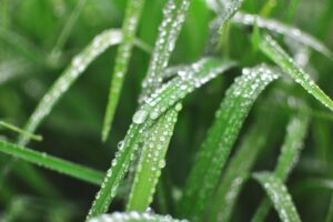 Discover how to protect your garden from thunderstorms and rain showers!