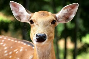 This summer, protect your garden from hungry wildlife with the following tips!