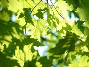 Ensure the health of your native trees.