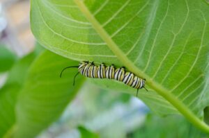 Learn how you can create a habitat for caterpillars and adult butterflies. 