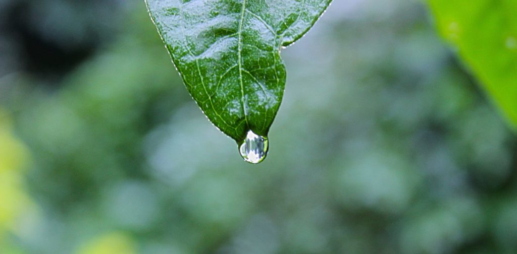 5 Ways to Protect Plants from Thunderstorms and Heavy Rain