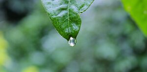 Fortunately, smaller plants are easier to protect, so long as you take quick action to avoid storm damage to your garden or landscaping.