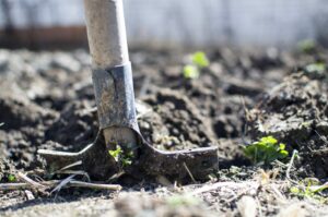 Planting a tree this fall? Get started with American Native Plants!