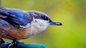 Planting native plants is just one way to help the native bird population this fall. 