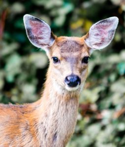 Discover how to deter deer from your native plants!