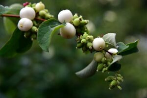 Discover how you can take care of your native plants throughout the winter!