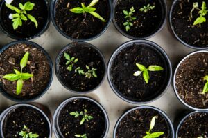 How to Care For Native Plant Seedlings During The Off-Season