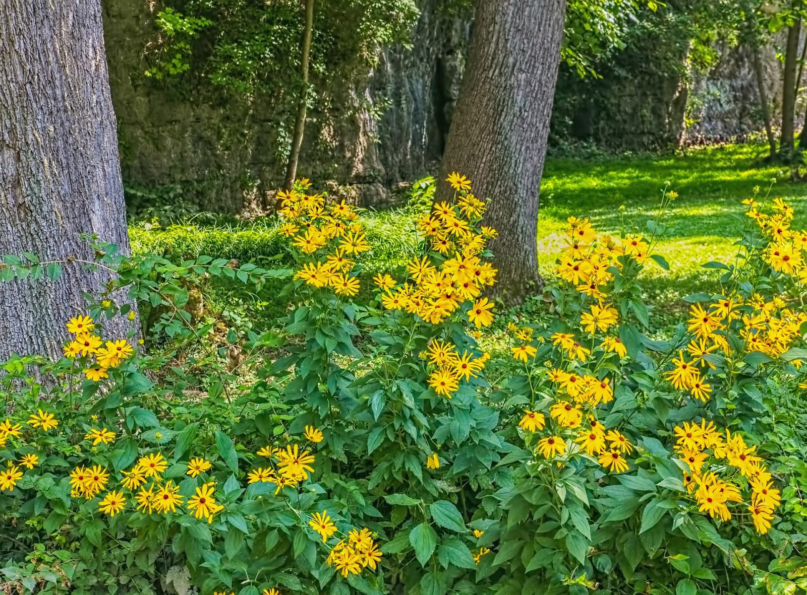 5 Ways to Enrich Your Local Environment with Native Plants American