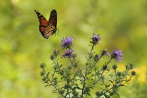 Visit American Native Plants! 