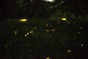 Learn how to attract fireflies to your yard this summer! 