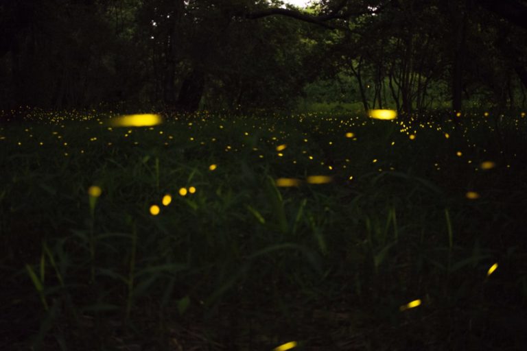 4 Ways to Attract Lightning Bugs to Your Yard