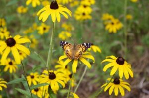 How to Prep Native Plants for the Fall Season