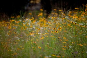 Learn more about micro prairies, and discover how to start one of your own! 