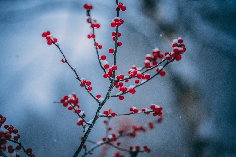 gifting native plants like winterberry