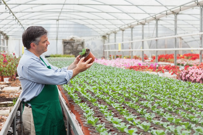 a man works in a local native plant nursery