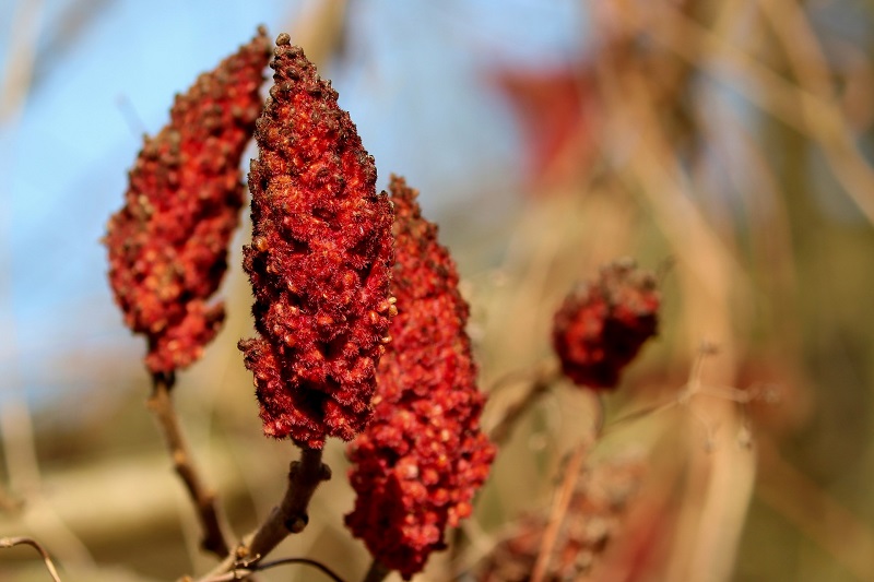 staghorn sumac native chesapeake bay plants