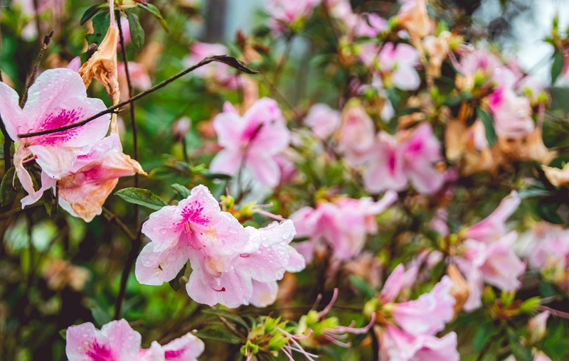 rhododendrons ready for native plant gardening