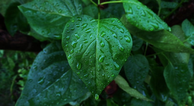 a wet leaf in a rain garden