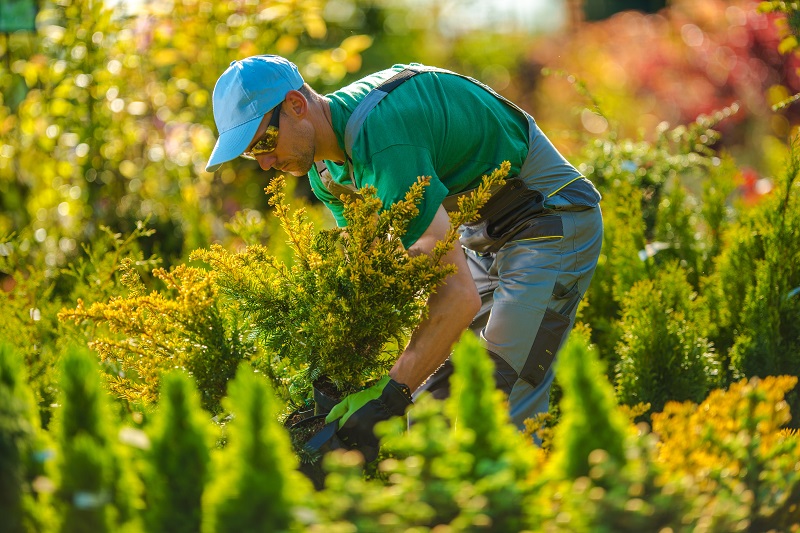 welche pflanzen passen zu olivenbaum Olea Europaea Olivenbaum  vielgrn