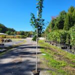 Image of Acer saccharum Sugar Maple in a container in full sun