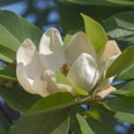 Image of a Magnolia virginiana Sweetbay Magnolia focused on its cup-shaped white flower surrounded by green leaves in full sun