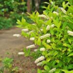 Image of a fully grown itea virginica Sweetspire in bloom with white tubular flowers