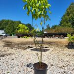 Image of native tree Acer negundo Box Elder in a container in full sun