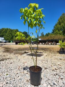 Image of native tree Acer negundo Box Elder in a container in full sun 