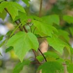 Image of Acer rubrum Red Maple branch zoomed in on green leaf