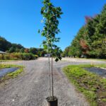 Image of native tree Red Maple Acer rubrum in full sun