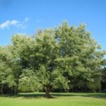 Image of fully grown Acer saccharinum Silver Maple in a field in front of a clear blue sky