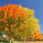 Image of Acer saccharum Sugar Maple in a park with orange, yellow and green leaves in front of a clear blue sky