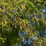 Image of Tag Alder Alnus serrulata native tree branching and flowering