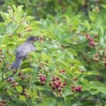 Image of Canadian serviceberry Amelanchier canadensis with deep purple berries and a bird resting on a branch
