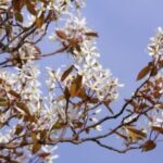 Image of Amelanchier laevis Allegheny Serviceberry branch in bloom with white flowers in front of a blue sky
