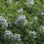 Image of Amsonia hubrichtii Narrowleaf Blue Star in bloom with blue flowers