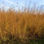 Image of Andropogon gerardii Big Bluestem in the wild growing tall
