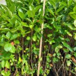 Image of Aronia melanocarpa Black Chokeberry Anderson Band Pot tubelings with height stick reaching 32 inches in a greenhouse